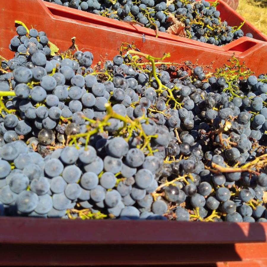 La Giribaldina Winery & Farmhouse Calamandrana Ngoại thất bức ảnh